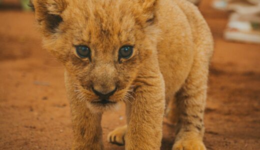 【絵本紹介】パパじゃない？｜動物の特徴が学べて心もほっこり